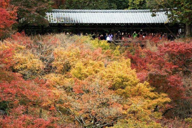 東福寺紅葉