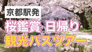 京都駅発の桜鑑賞日帰りバスツアー記事のサムネイル