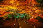 宝厳院 秋の紅葉ライトアップ