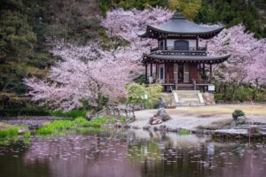 勧修寺 桜